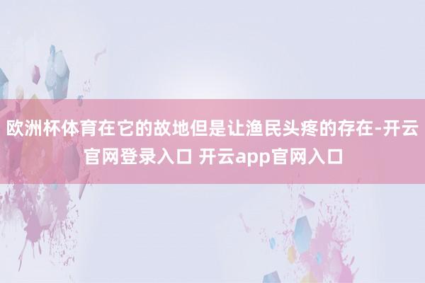 欧洲杯体育在它的故地但是让渔民头疼的存在-开云官网登录入口 开云app官网入口